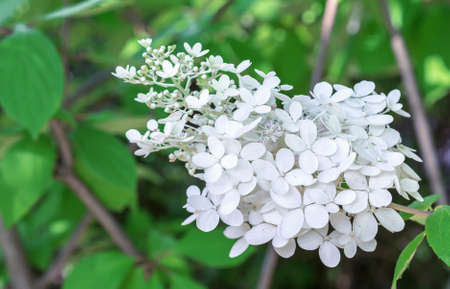 Sprig of white hydrangea is a delicate and romantic flower.