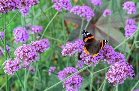 Monarch butterfly on lilac verbena flowers in the summer garden.