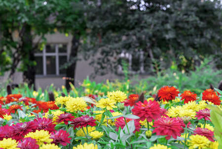 Multicolored mix of zinnia elegans or graceful zinnia.
