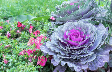 Ornamental cabbage. Colored leaves of ornamental cabbage. Purple decorative cabbage.