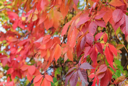 Red and orange autumn leaves. Natural autumn background.