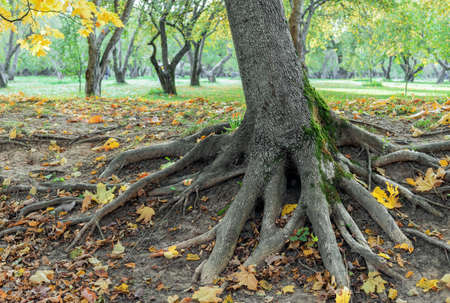 Tree with powerful roots above the ground in an autumn park.の写真素材