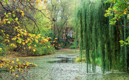 Weeping willow over the lake in the autumn park.