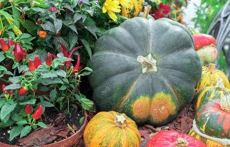 Autumn composition with green pumpkin, red peppers and flowers.の写真素材
