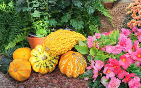Autumn composition with decorative pumpkins and pink flowers.の写真素材