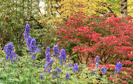Purple flowers of Aconitum napellus Newry Blue in an autumn garden.の写真素材