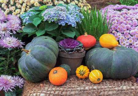Green, orange and yellow pumpkins, ornamental cabbage and autumn flowers.の写真素材
