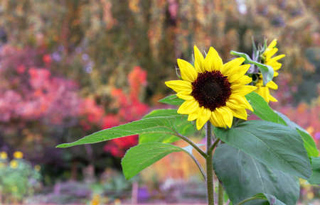 Yellow sunflower against the background of a blooming garden.の写真素材