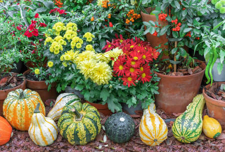 Autumnal composition with pumpkins, flowers and rowan.の写真素材