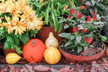 Orange and yellow pumpkins with red peppers and flowers.の写真素材