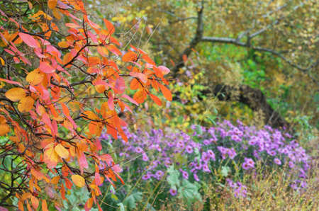 Tree with orange leaves and a flower bed with purple asters.の写真素材