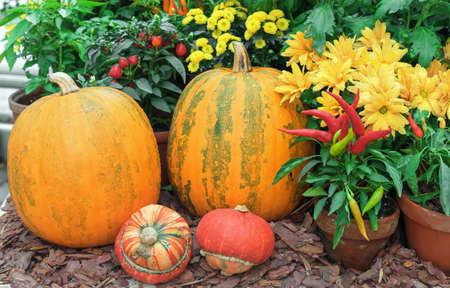 Large orange pumpkins with red peppers and yellow flowers.の写真素材