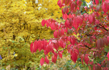 Tree with red leaves on a background of trees with yellow leaves. Bright colors of autumn.