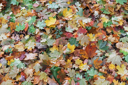 Multi-colored maple leaves. Background with autumn leaves.の写真素材