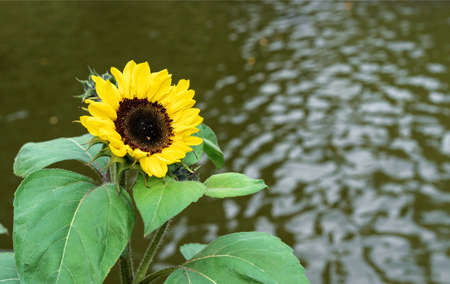 Blooming yellow sunflower against the background of a pond.の写真素材