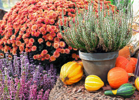Autumn composition with different types of pumpkins and decorative flowers.の写真素材