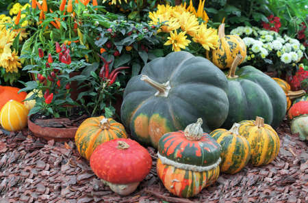 Autumn composition with different types of pumpkins, red peppers and flowers.の写真素材