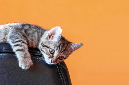 European shorthair kitten on an orange background.の写真素材