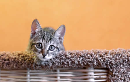 Tabby kitten. European shorthair kitten on an orange background.の写真素材