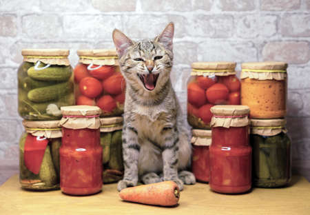 Tabby kitten yawns near glass jars of pickled vegetables. Concept of home canning vegetables for the winter.の写真素材