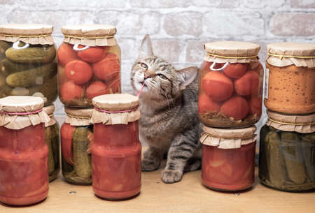 Tabby kitten plays near glass jars with pickled vegetables. Concept of home canning vegetables for the winter.の写真素材