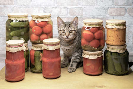 Tabby kitten among glass jars with pickled tomatoes, cucumbers and lecho. Concept of home canning vegetables for the winter.の写真素材
