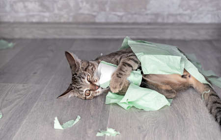 Funny tabby kitten plays with green toilet paper.の写真素材