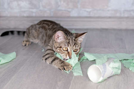 Funny tabby kitten plays with green toilet paper.の写真素材