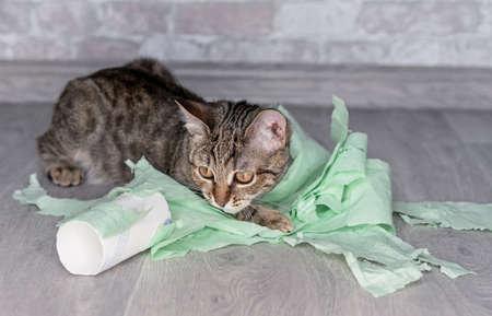 Funny tabby kitten plays with green toilet paper.