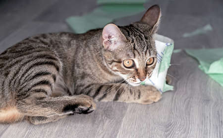 Funny tabby kitten plays with green toilet paper.の写真素材