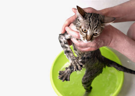 Bathing a tabby cat. Wet and disgruntled kitten. Pet care.の写真素材