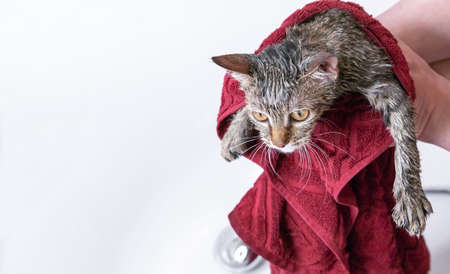 Wet tabby kitten after a bath in a burgundy towel.の写真素材