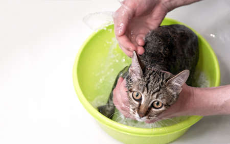 Bathing a tabby cat in a green pelvis. Wet and scared kitten.の写真素材