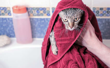 Wet tabby kitten after a bath in a burgundy towel.の写真素材