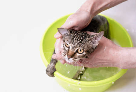 Bathing a tabby cat. Wet and disgruntled kitten. Pet care.の写真素材