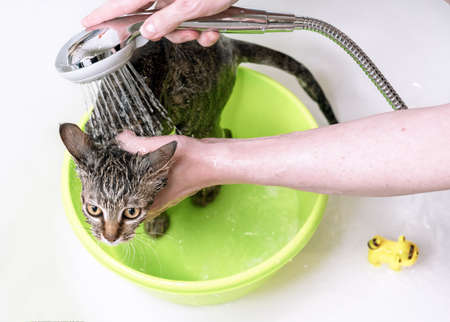 Bathing a tabby kitten in the shower. Wet and scared kitten.の写真素材