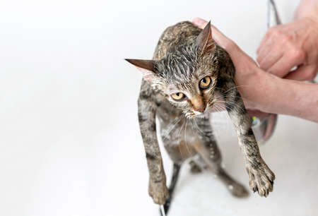 Bathing a tabby cat. Wet and disgruntled kitten. Pet care.の写真素材