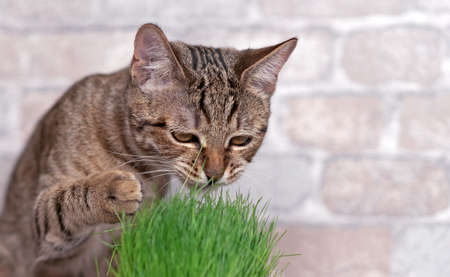 Tabby cat eats fresh green grass.の写真素材