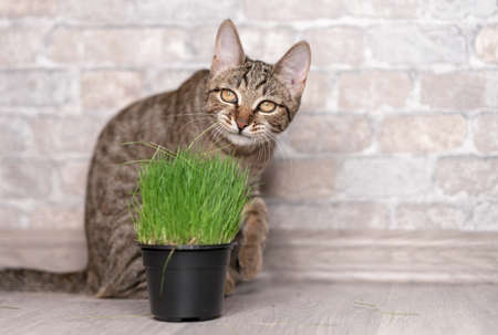 Tabby cat and fresh green grass for cats.の写真素材