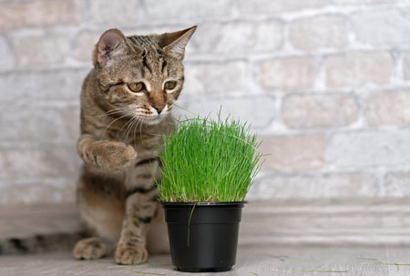 Tabby cat and fresh green grass for cats.の写真素材