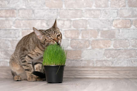 Tabby cat eats fresh green grass.の写真素材