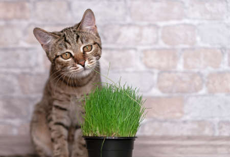 Tabby cat and fresh green grass for cats.の写真素材