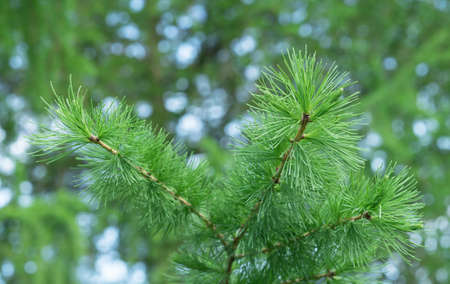 Branch with young shoots of Siberian larch from the pine family.の写真素材