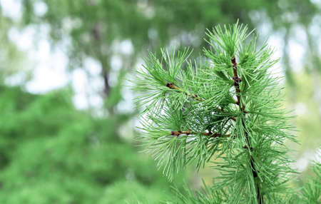 Branch with young shoots of Siberian larch from the pine family.