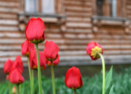 Red tulips on the background of a rustic wooden house.の写真素材