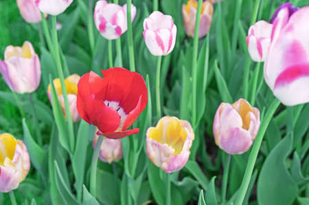Red tulip on a flowerbed among multi-colored tulips.の写真素材