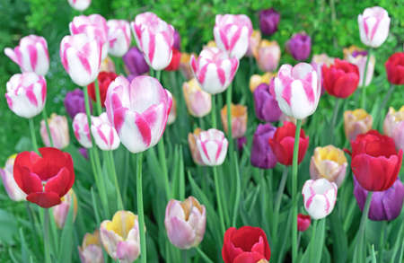 Pink tulips with white stripes in a flowerbed with multi-colored tulips.の写真素材