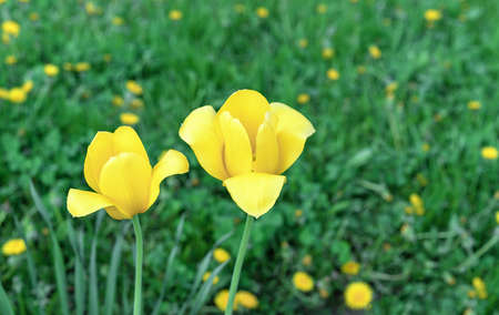 Yellow tulips on a background of a green field with dandelions.の写真素材