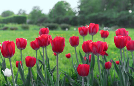 Red tulips in the rays of sunset on a background of a green field.の写真素材