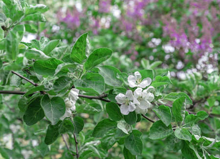 Twig with white flowers of an apple tree on a background of blooming lilac.の写真素材